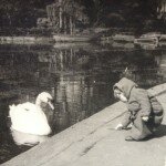 Feeding swan on the boating lake Eastville Park, 1960s. Photo courtesy Viv Robertson