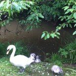 Swans and cygnets, Cottrell Road